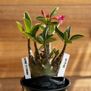 0412 44 Arabicum Black  F2 12 meses