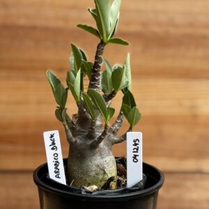 0412 45 Arabicum Black  F2 12 meses