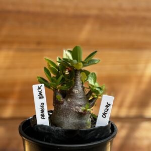 0412 46 Arabicum Black  F2 12 meses