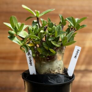 0412 47  Arabicum Black  F2 12 meses