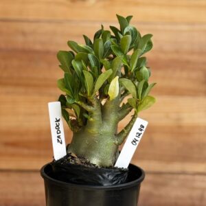 0412 48  Arabicum Zadock  F2 12 meses