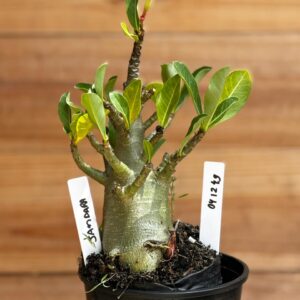 0412 49  Arabicum Jandara  F2 12 meses