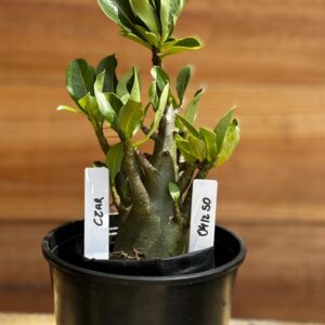 0412 50  Arabicum Czar - F2 12 meses