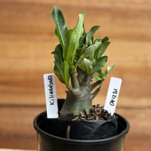 0412 51  Arabicum Kilimanjaro - F2 12 meses