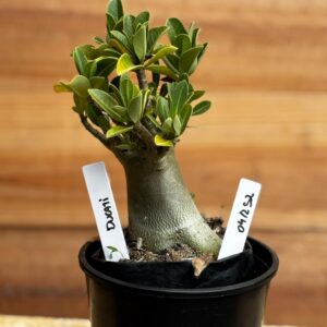 0412 52  Arabicum Ducatti - F2 12 meses