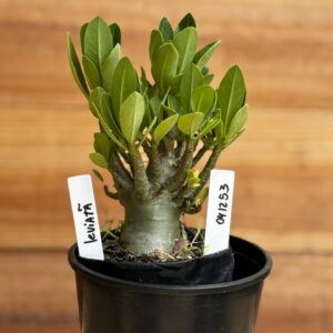 0412 53  Arabicum Leviatã - F2 12 meses