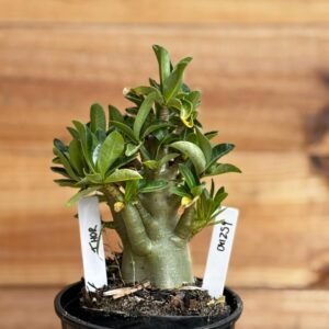 0412 54  Arabicum Thor - F2 12 meses