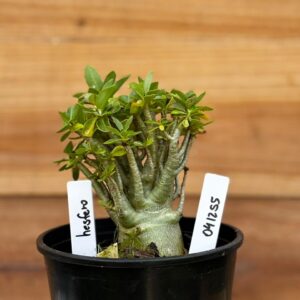 0412 55  Arabicum Hesfero - F2 12 meses