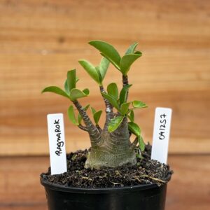 0412 57  Arabicum Ragnarok - F2 12 meses