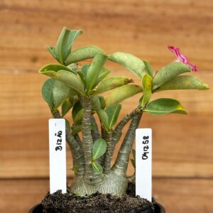 0412 58  Arabicum Bizão - F2 12 meses