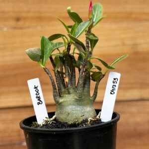 0412 59  Arabicum Bardok - F2 12 meses