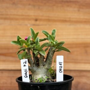 0412 61  Arabicum Godji - F2 12 meses