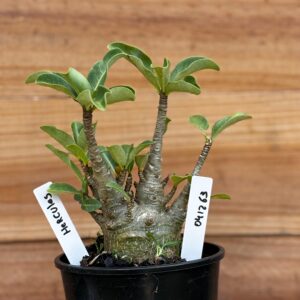 0412 63  Arabicum Hércules - F2 12 meses