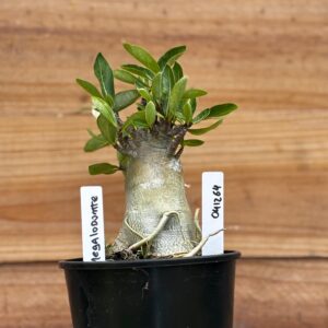 0412 64  Arabicum Megalodonte - F2 12 meses