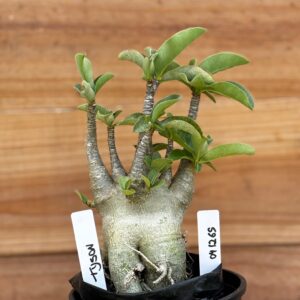 0412 65  Arabicum Tyson - F2 12 meses