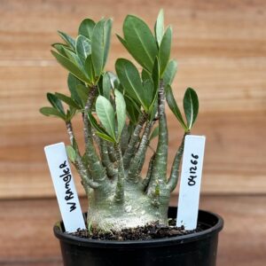 0412 66  Arabicum Wrangler - F2 12 meses