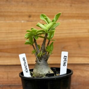 0412 68  Arabicum Minotauro Black - F2 12 meses