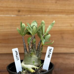 0412 72  Arabicum Ultron Black- F2 12 meses