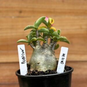 0412 74  Arabicum Rubicon- F2 12 meses