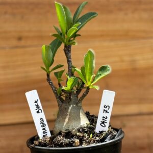 0412 75  Arabicum Black - F2 12 meses