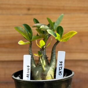 0412 76  Arabicum Aeung - F2 12 meses