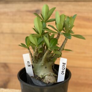 0412 78  Arabicum Nix - F2 12 meses