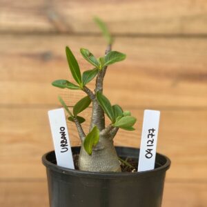 0412 77  Arabicum Urbano - F2 12 meses