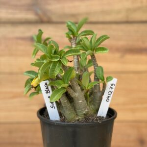 0412 79  Arabicum Super Black - F2 12 meses