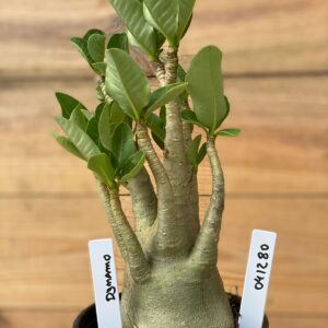 0412 80  Arabicum Dynamo - F2 12 meses