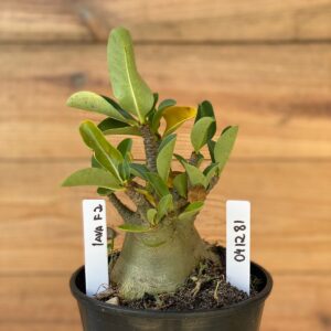 0412 81  Arabicum Lava - F2 12 meses