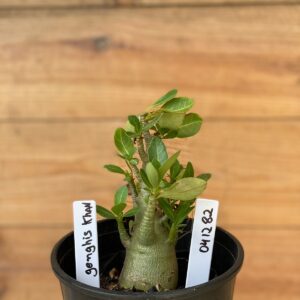 0412 82  Arabicum Genghis Khan - F2 12 meses