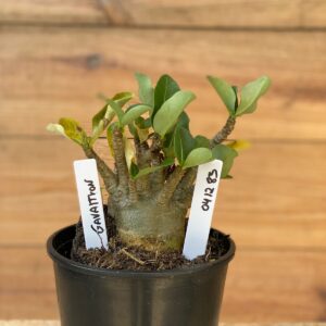 0412 83  Arabicum Gavaltron - F2 12 meses