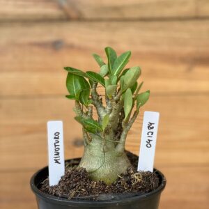 0412 84  Arabicum Minotauro - F2 12 meses