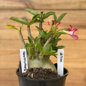 0412 85  Arabicum Braquiossauro - F2 12 meses