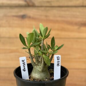 0412 87  Arabicum Panzer - F2 12 meses