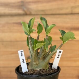 0412 88  Arabicum King Kong- F2 12 meses