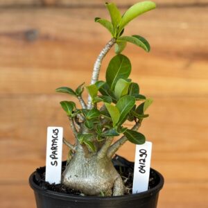 0412 90  Arabicum Spartacus - F2 12 meses