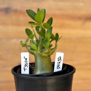 0412 92  Arabicum Tyson- F2 12 meses