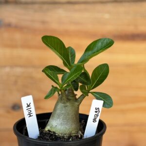 0412 95  Arabicum Darckseid- F2 12 meses