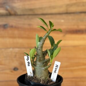 0412 96  Arabicum Hightower- F2 12 meses