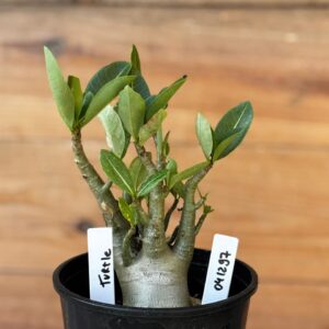 0412 97  Arabicum Turtle - F2 12 meses