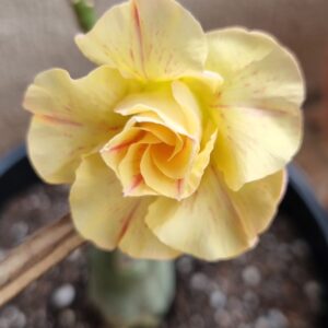 Podadinha - Rosa do Deserto Antonieta