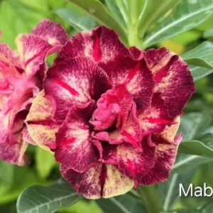 Podadinha - Rosa do Deserto Mabelle