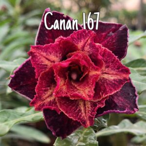 Pré Venda - Rosa do Deserto CN 167