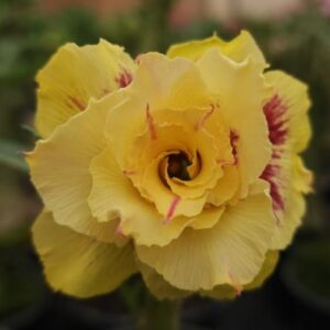 Pré Venda - Rosa do Deserto CN 46