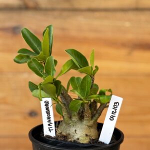 0412 103  Arabicum Tiranossauro - F2 12 meses