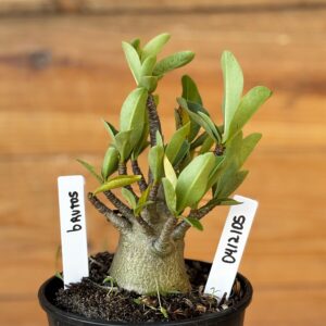 0412 105  Arabicum Brutos - F2 12 meses