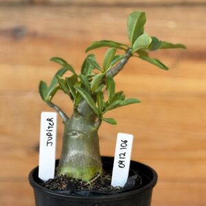 0412 106  Arabicum Júpiter - F2 12 meses