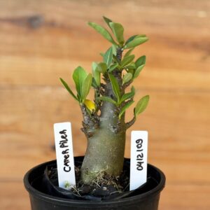 0412 109  Arabicum Caterpiller- F2 12 meses