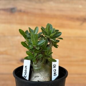 0412 110  Arabicum Zadock- F2 12 meses